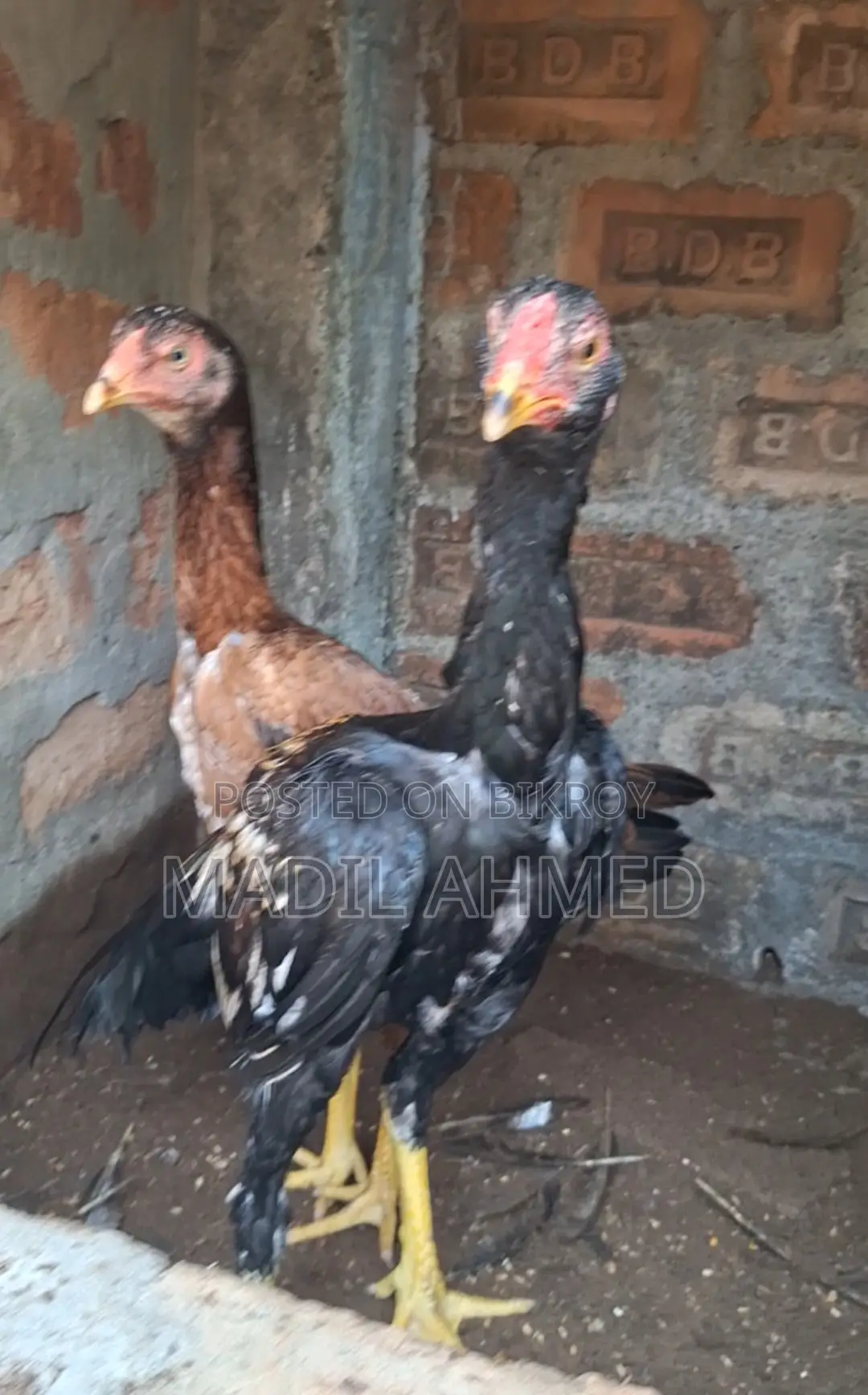আসিল জোড়া বয়স ৫ মাস