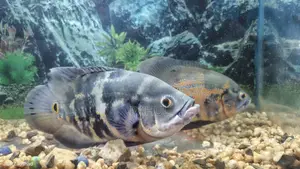 Black Tiger Oscar