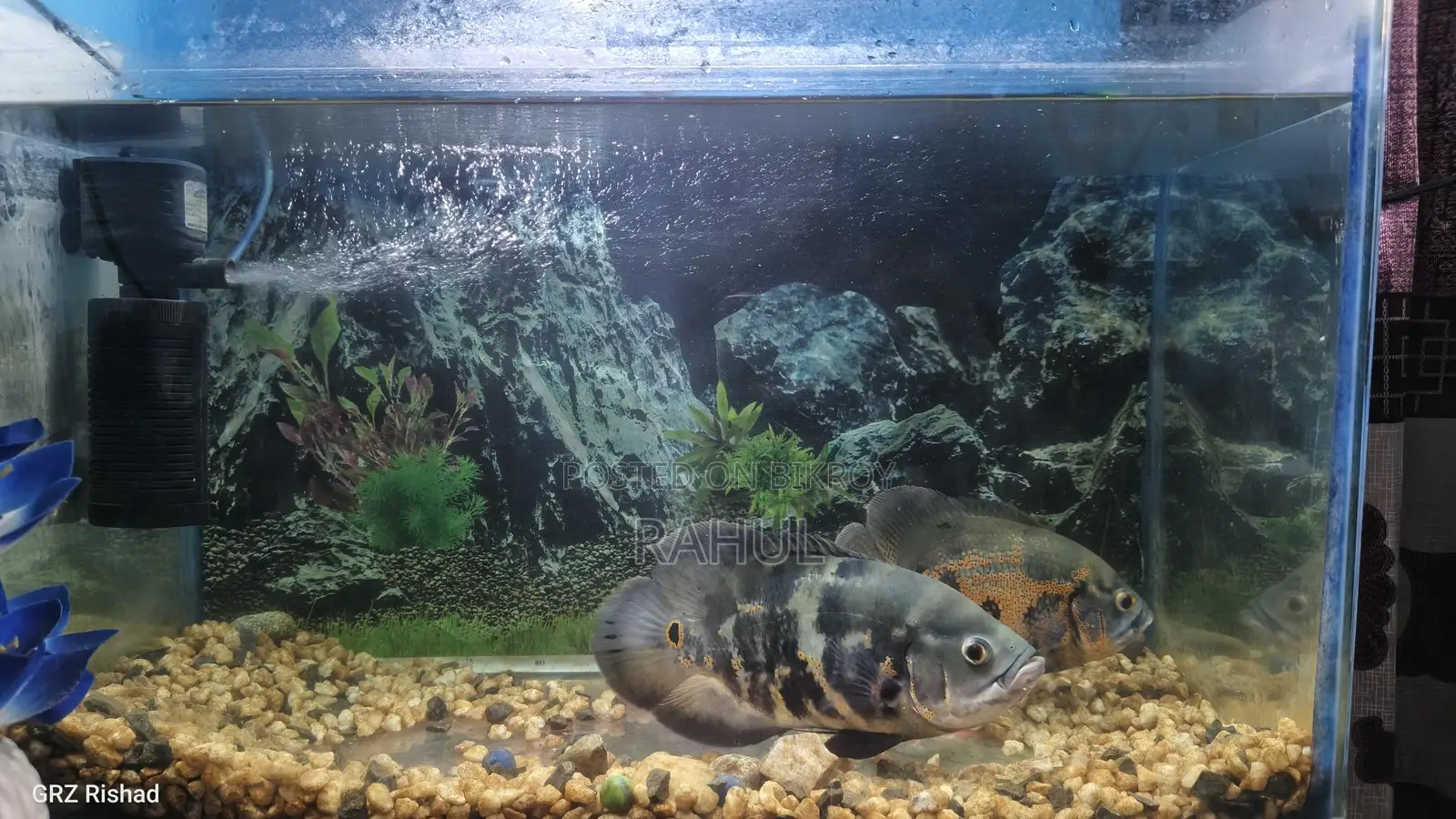 Black Tiger Oscar