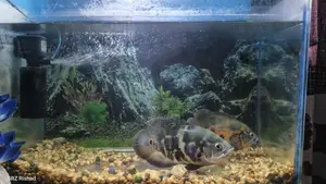 Black Tiger Oscar