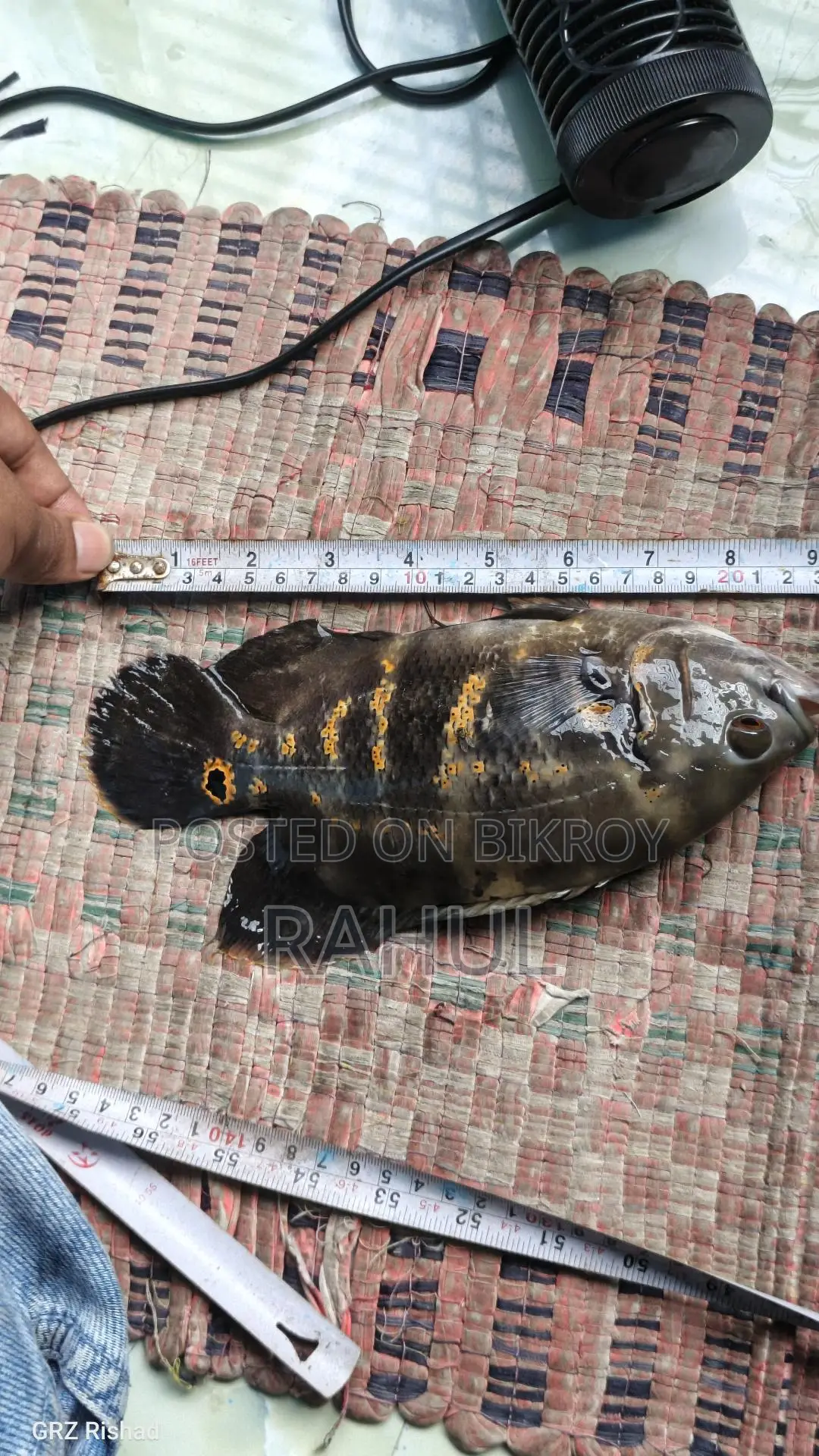 Black Tiger Oscar
