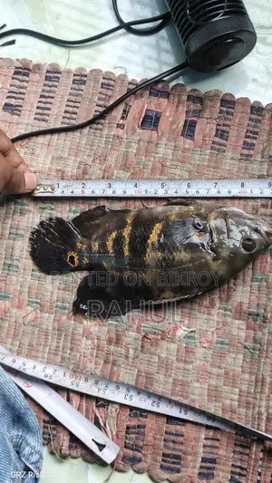 Black Tiger Oscar