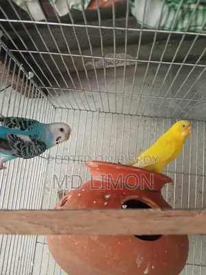 বাজরিগা পাখি