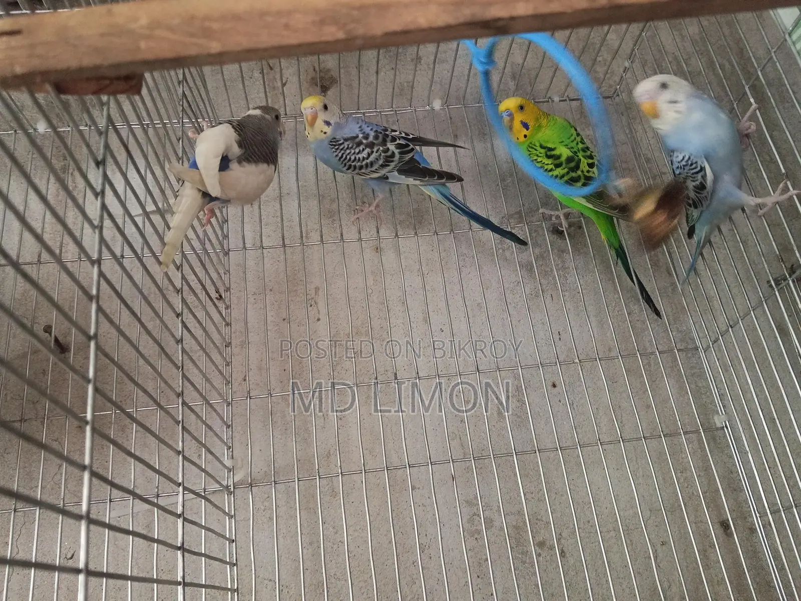 বাজরিগা পাখি