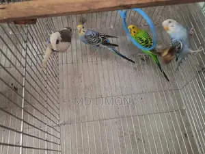 বাজরিগা পাখি