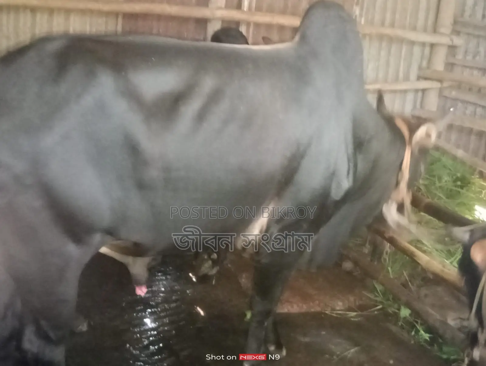 Bull for Sale