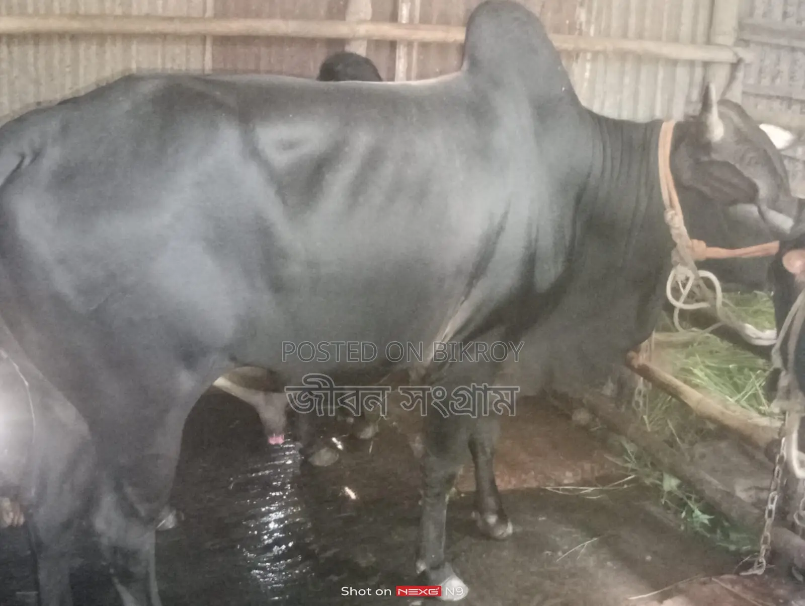 Bull for Sale