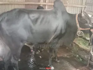 Bull for Sale