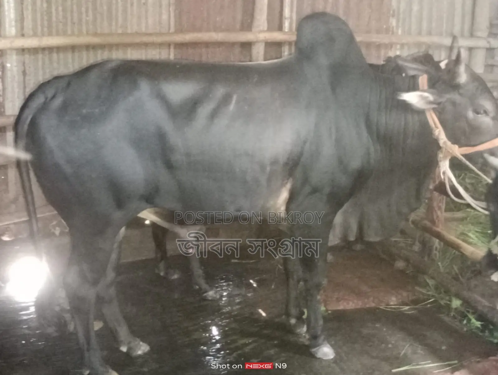 Bull for Sale