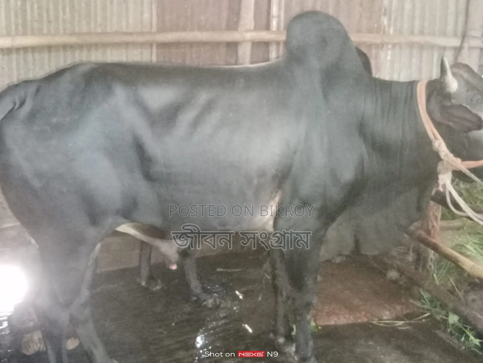 Bull for Sale