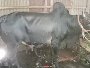 Bull for Sale