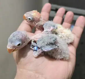 Love Bird Tame Size