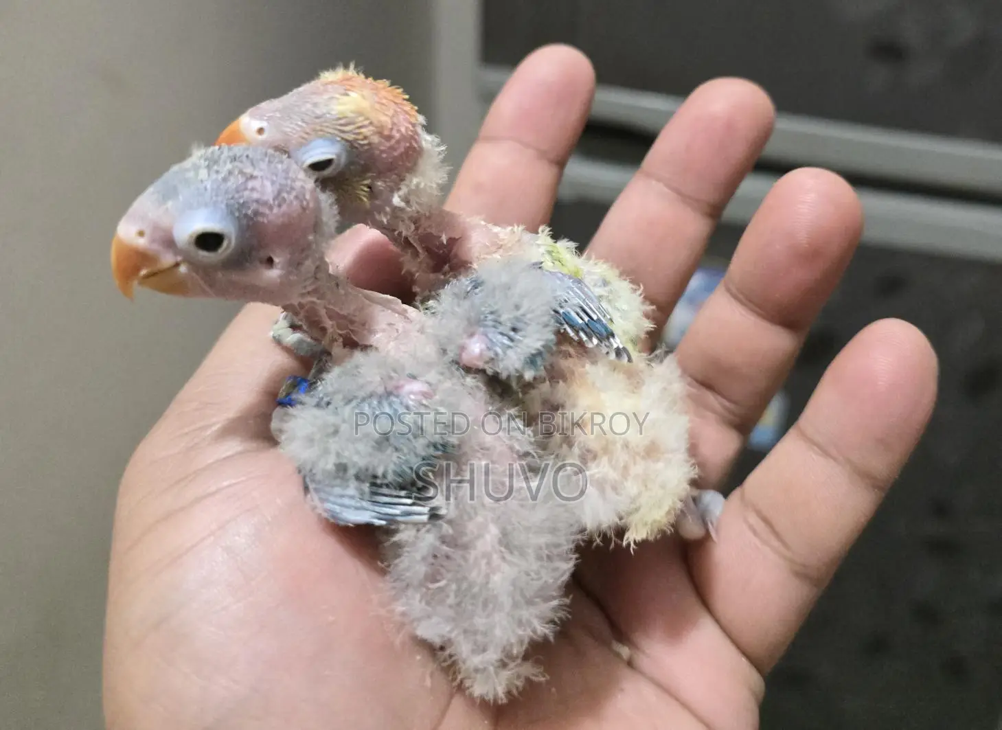 Love Bird Tame Size
