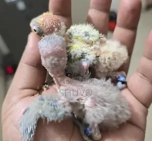 Love Bird Tame Size
