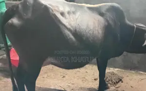 Cow Calf