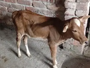 গাই বাছুর