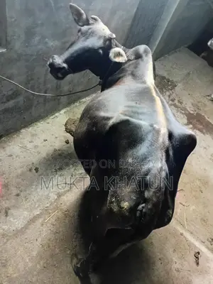 গাই বাছুর