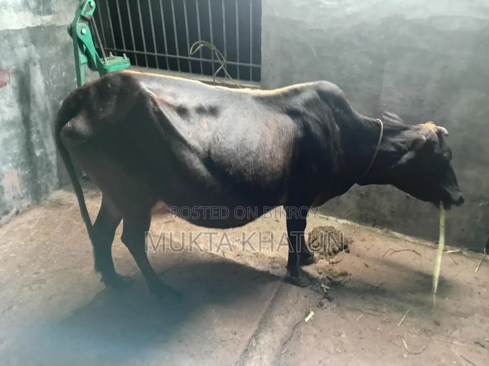 গাই বাছুর