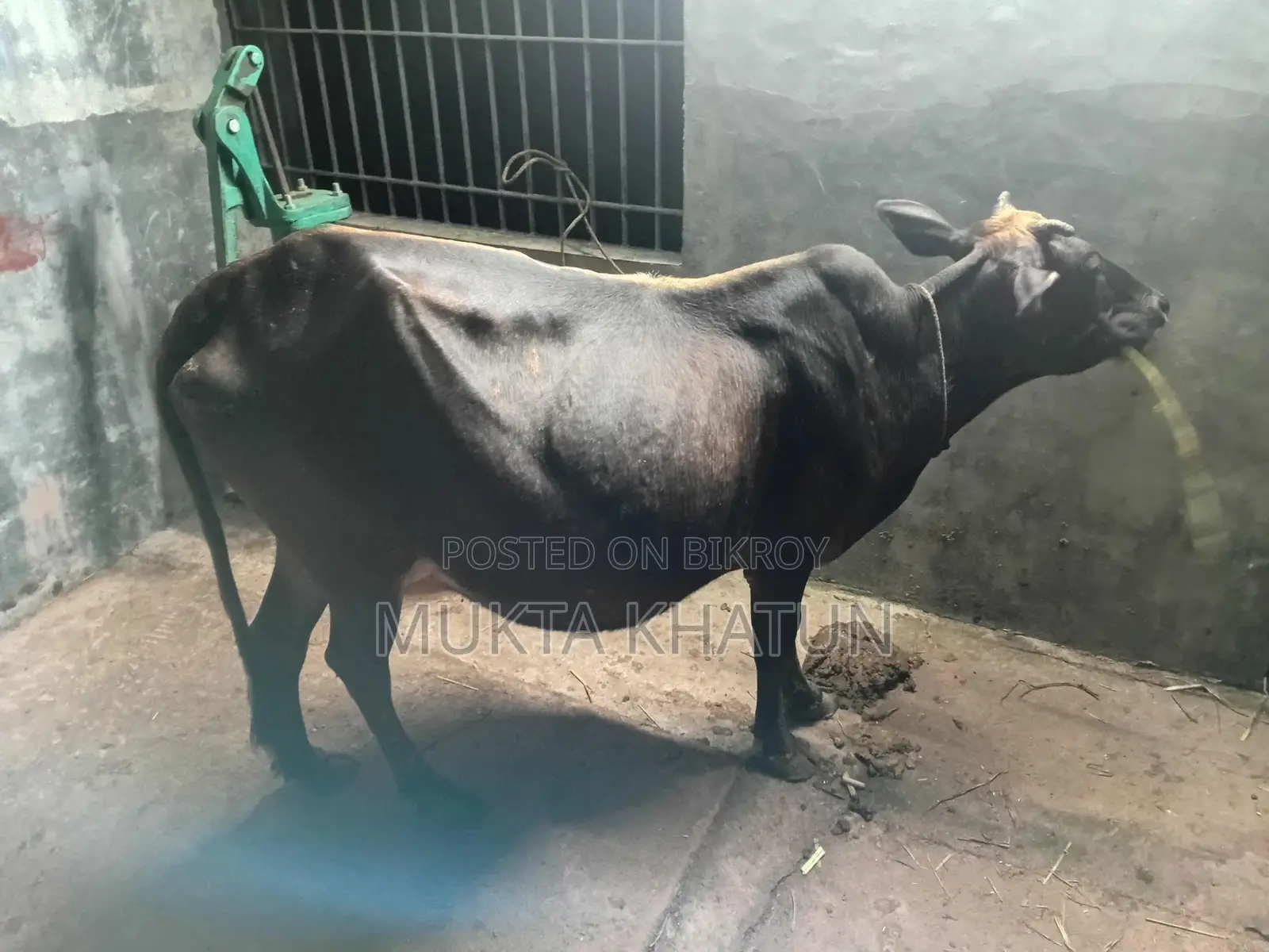 গাই বাছুর