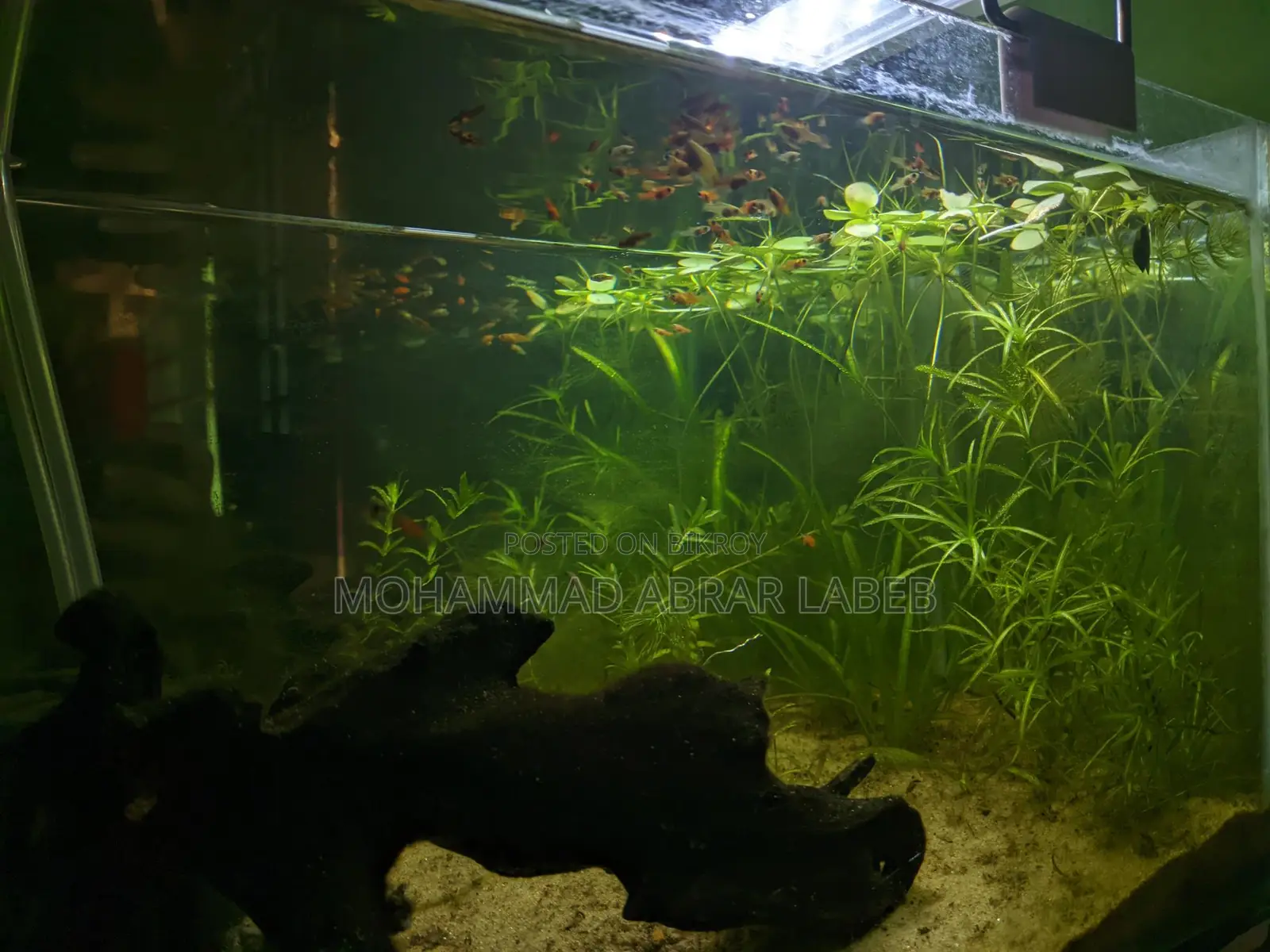 Aquarium for Sale