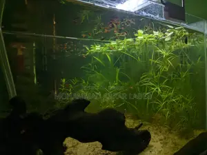 মাছসহ রেডি অ্যাকোয়ারিয়াম সেল!