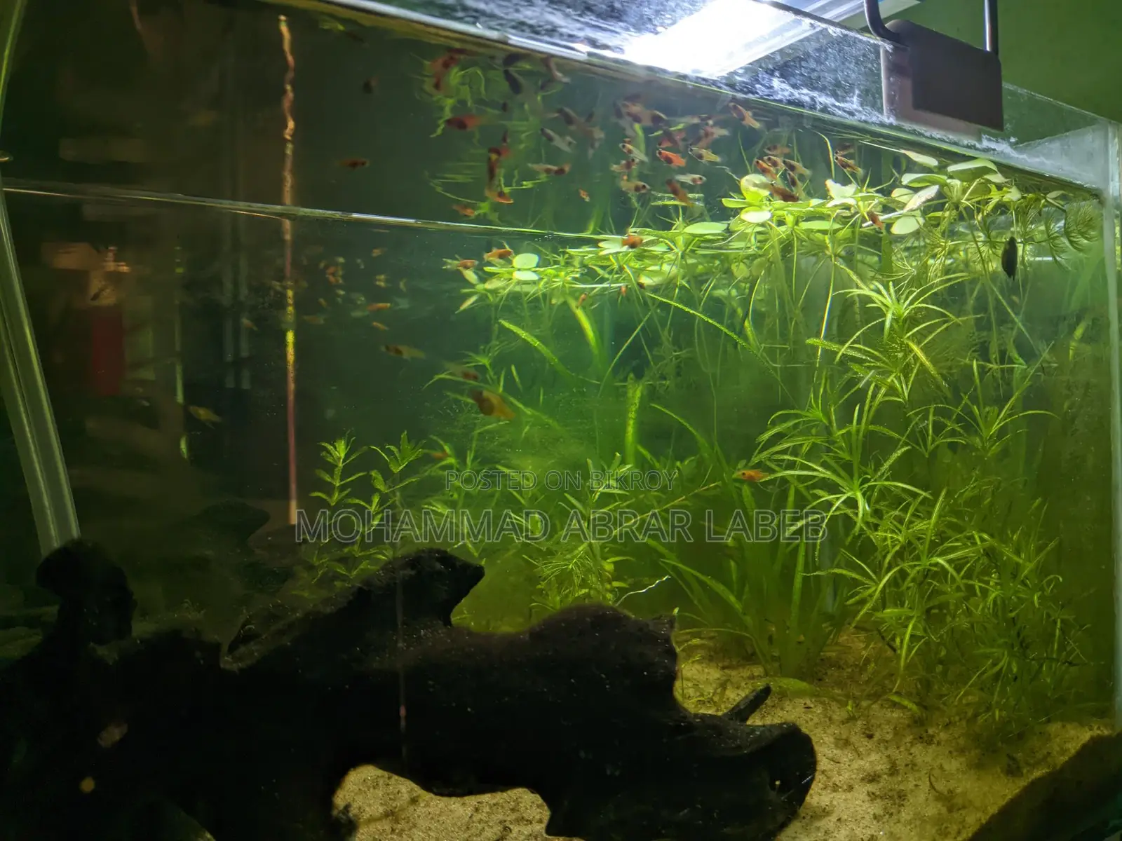 Aquarium for Sale