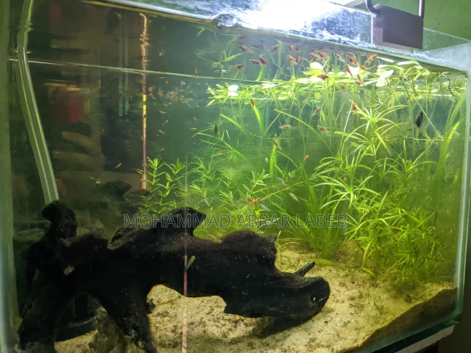 Aquarium for Sale