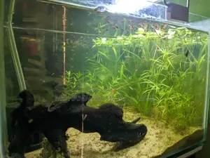 Aquarium for Sale
