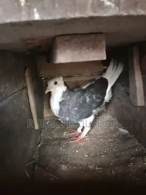 দেশি গোল্লা কবুতর
