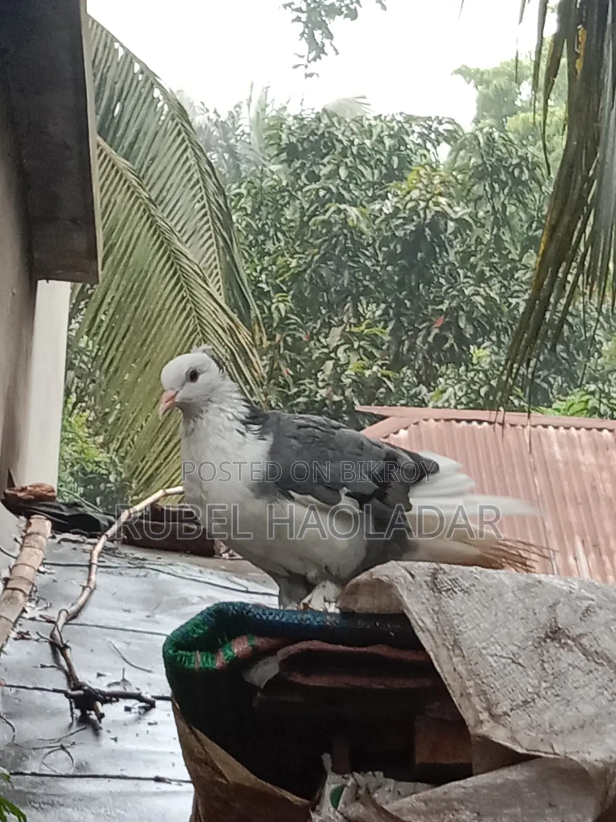 দেশি গোল্লা কবুতর