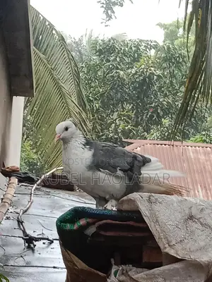 দেশি গোল্লা কবুতর