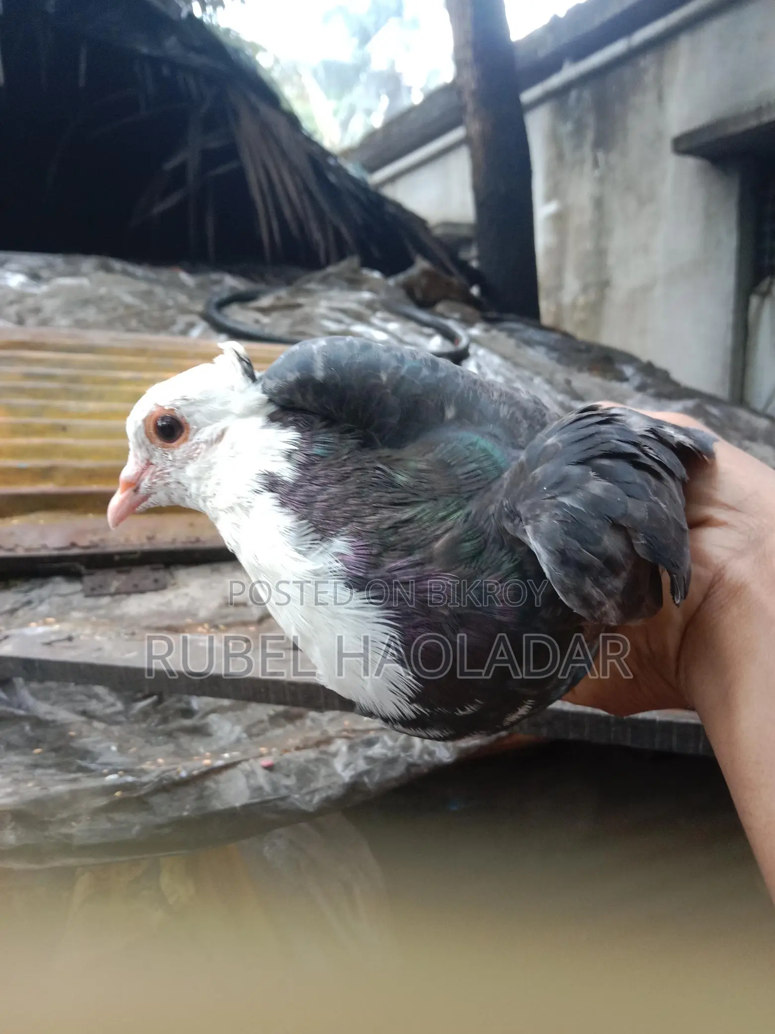 দেশি গোল্লা কবুতর