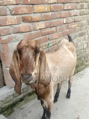 A Castrated Goat