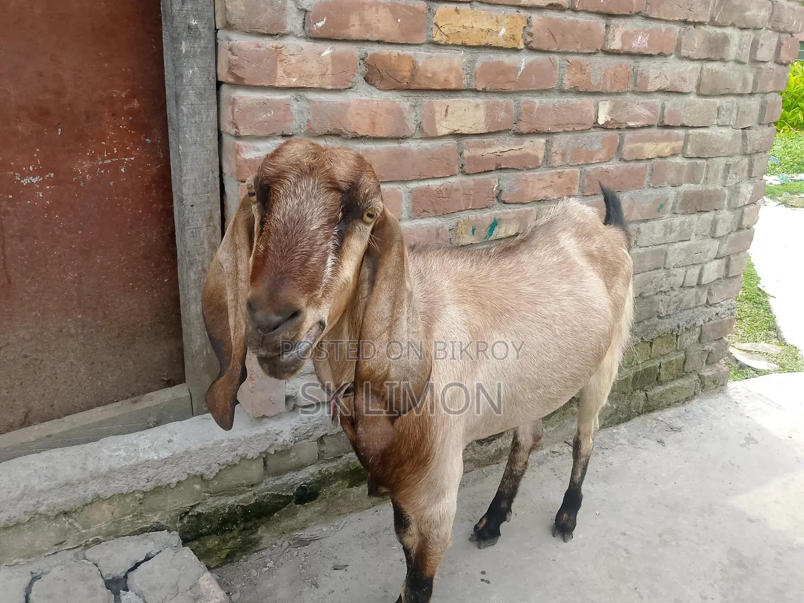 A Castrated Goat
