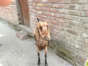 A Castrated Goat