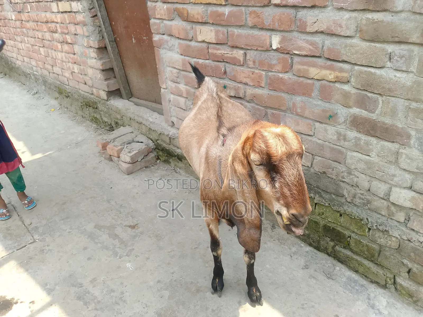 A Castrated Goat
