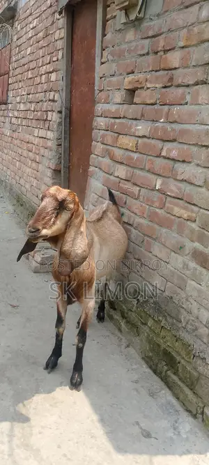 A Castrated Goat