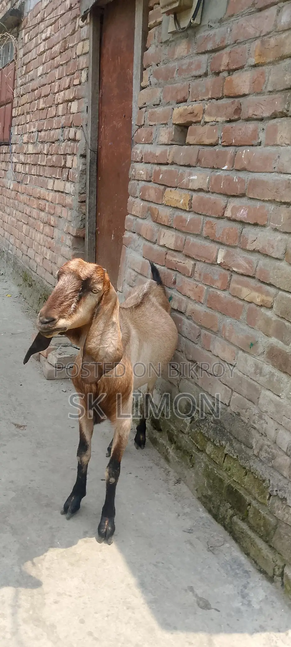 A Castrated Goat