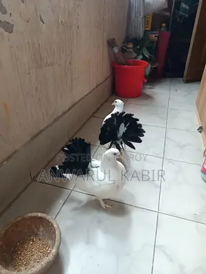 Baby Pigeon 🐦