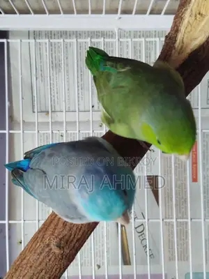 Forpus Master breeding pair