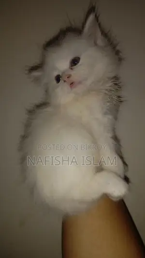 Traditional Persian male female