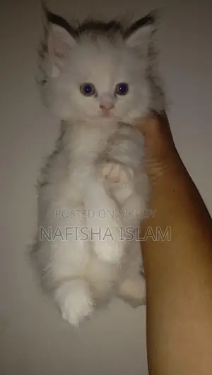 Traditional Persian male female