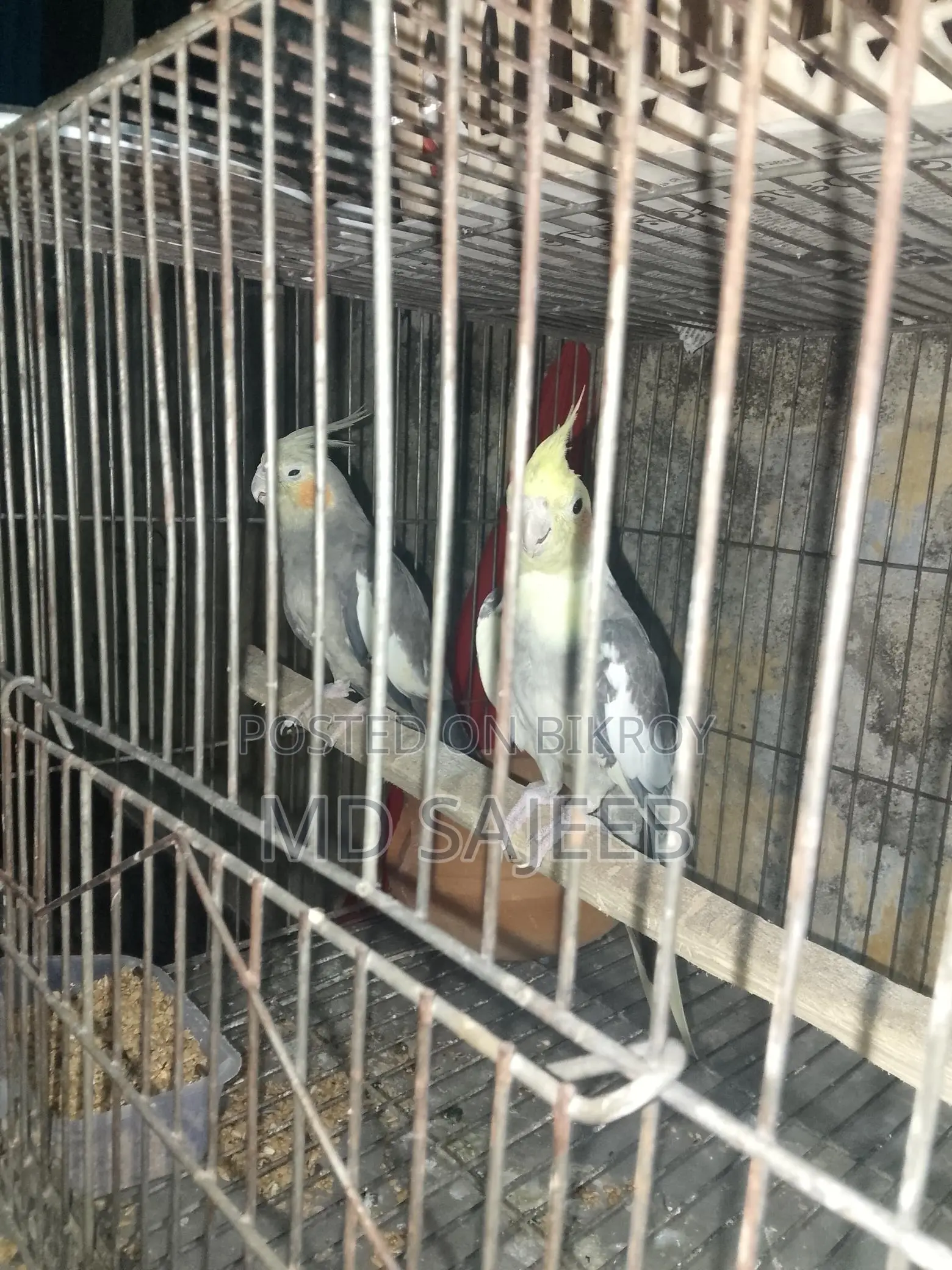 Cockatiel Birds