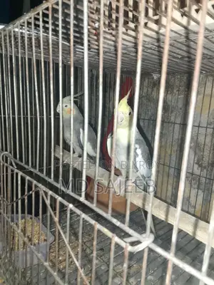 Cockatiel Birds