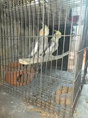 Cockatiel Birds
