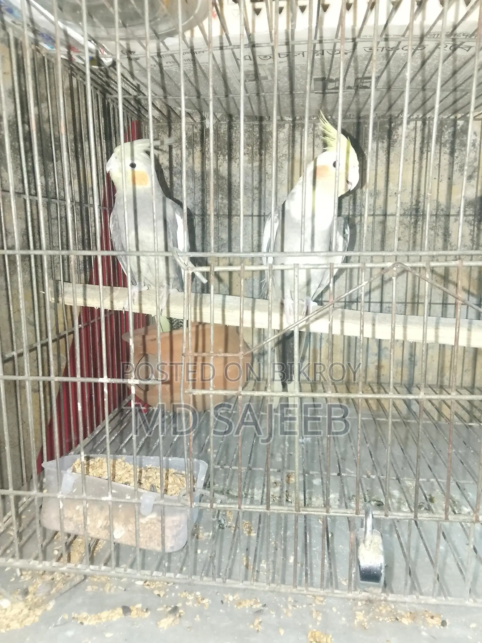 Cockatiel Birds