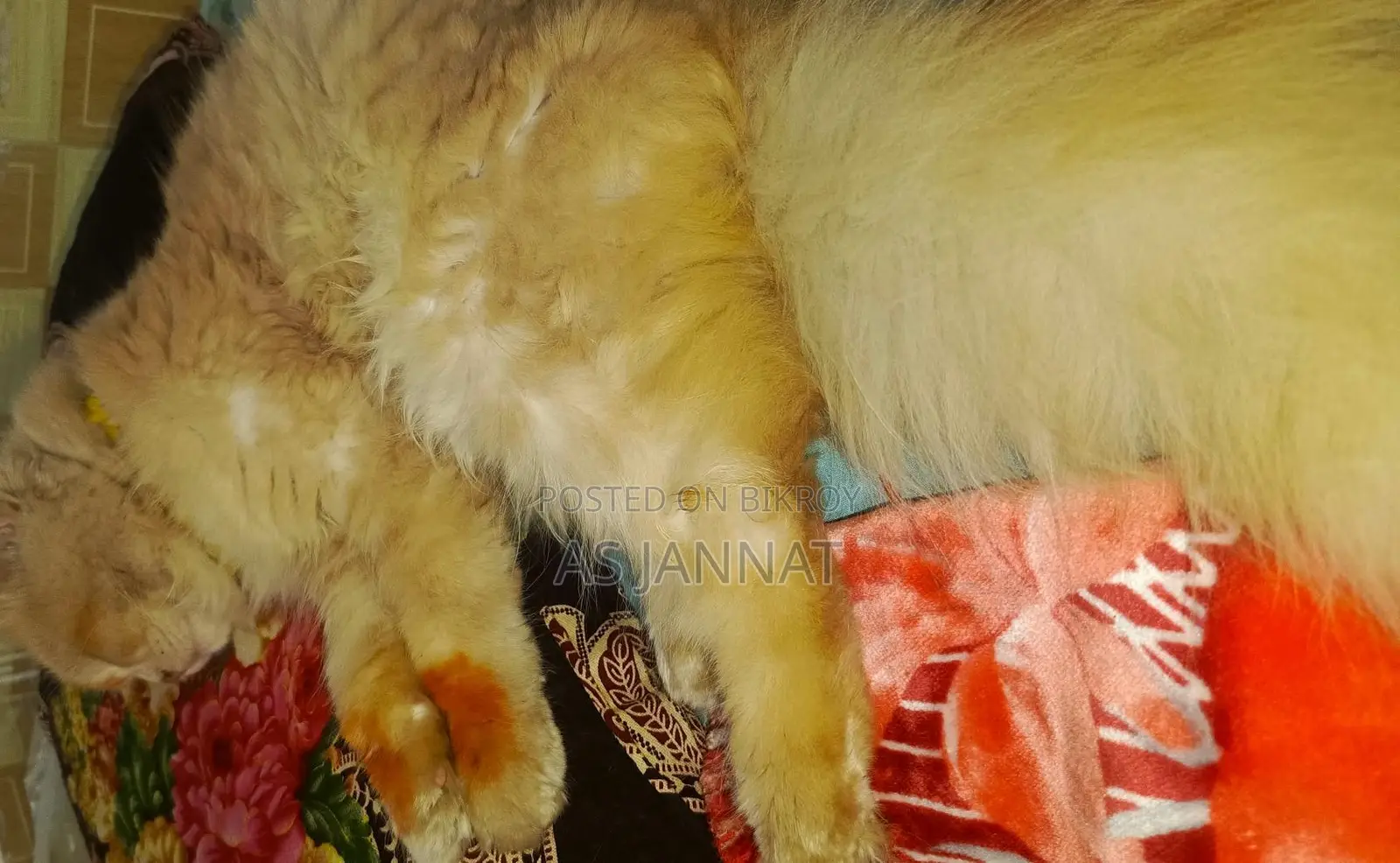 Traditional Persian Cat