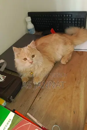 Traditional Persian Cat