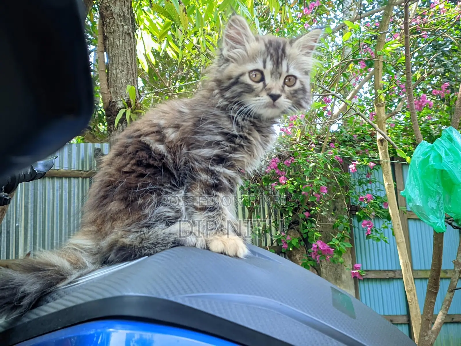 Persian Cat for Sale