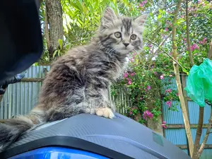 Persian Cat for Sale